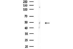 anti-Tubulin, beta 2C (TUBB2C) (C-Term) antibody