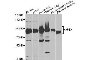 Western blot analysis of extracts of various cell lines, using APEH antibody. (APEH antibody  (AA 1-260))