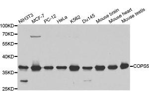 Western blot analysis of extracts of various cell lines, using COPS5 antibody. (COPS5 antibody)