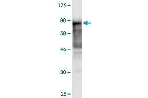 Western Blot detection against Immunogen (84. (NAE1 antibody  (AA 1-534))