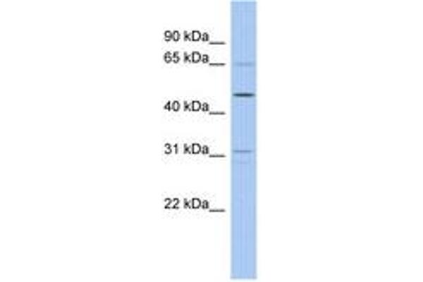 ZNF641 antibody  (AA 179-228)