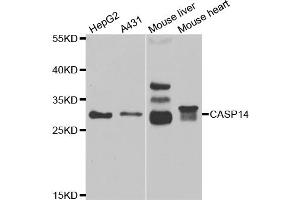 Western blot analysis of extracts of various cell lines, using CASP14 antibody (ABIN5973925) at 1/1000 dilution. (CASP14 antibody)