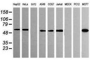 POGK antibody