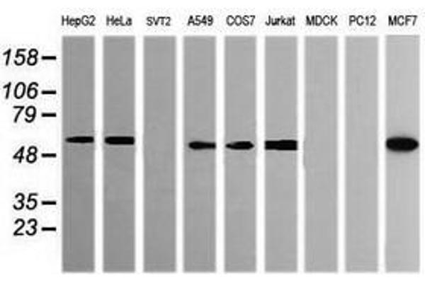 POGK antibody