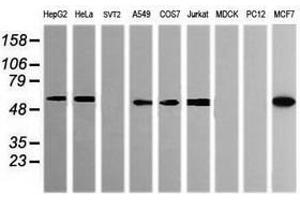 Image no. 10 for anti-Pogo Transposable Element with KRAB Domain (POGK) antibody (ABIN1500328) (POGK antibody)