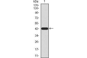 Western blot analysis using LGR5 mAb against human LGR5 (AA: 22-178) recombinant protein.