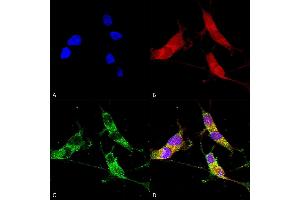 Immunocytochemistry/Immunofluorescence analysis using Mouse Anti-VGLUT2 Monoclonal Antibody, Clone S29-29 (ABIN2483742). (Solute Carrier Family 17 (Vesicular Glutamate Transporter), Member 6 (SLC17A6) (AA 501-582) antibody (APC))