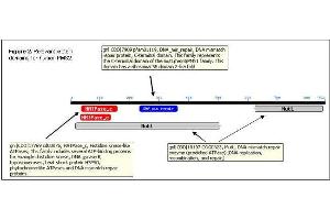 Relevant protein domains for human PMS2. (PMS2 antibody)