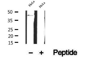 FBXO22 antibody  (Internal Region)