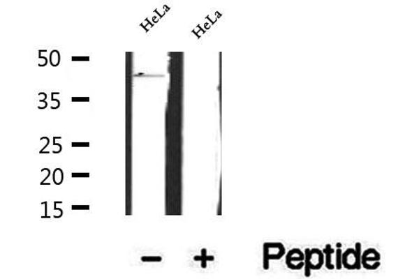 FBXO22 antibody  (Internal Region)