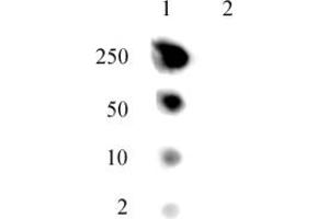Dot blot of Histone H2A. (H2AFJ antibody  (AA 122-129))