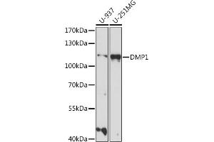 Western blot analysis of extracts of various cell lines, using DMP1 antibody (ABIN7266559) at 1:1000 dilution. (DMP1 antibody  (AA 1-100))