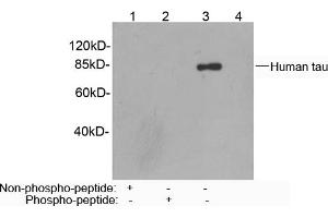 Western blot analysis of recombinant human tau protein using Rabbit Anti-Tau (Ser422) Polyclonal Antibody (ABIN398669) Lane 1: Rabbit Anti-Tau (Ser422) Polyclonal Antibody pre-incubated with non-phoshpo-peptideLane 2: Rabbit Anti-Tau (Ser422) Polyclonal Antibody pre-incubated with phoshpo-peptideLane 3: Rabbit Anti-Tau (Ser422) Polyclonal AntibodyLane 4: Purified Rabbit IgG (Whole Molecule) Control (ABIN398653) Secondary antibody: Goat Anti-Rabbit IgG (H&L) [HRP] Polyclonal Antibody (ABIN398323) The signal was developed with LumiSensorTM HRP Substrate Kit (ABIN769939) (tau antibody  (Ser422))