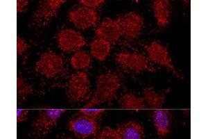 Confocal immunofluorescence analysis of HeLa cells using RPL30 Polyclonal Antibody at dilution of 1:200. (RPL30 antibody)