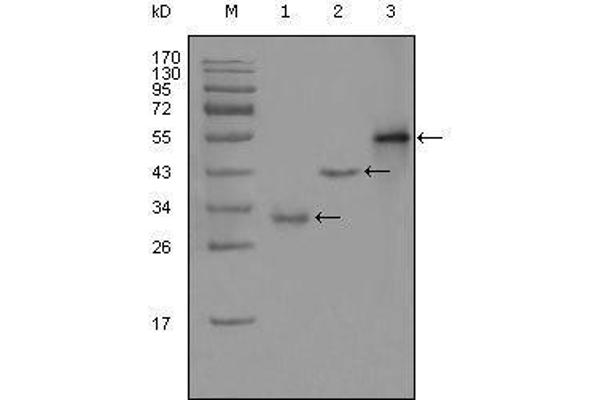 PEG10 antibody  (AA 1-120)
