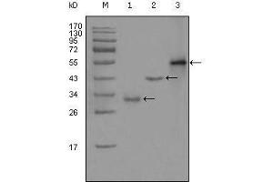 Western blot analysis using PEG10 mouse mAb against truncated Trx-PEG10 recombinant protein (1),truncated GST-PEG10 (aa1-120) recombinant protein (2) and full-length PEG10 (aa1-325)-hIgGFc transfected CHO-K1 cell lysate (3). (PEG10 antibody  (AA 1-120))