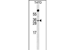 Western blot analysis in T47D cell line lysates (35ug/lane). (RHOXF1 antibody  (AA 103-129))