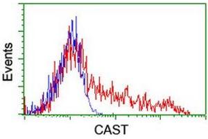 HEK293T cells transfected with either RC211776 overexpress plasmid (Red) or empty vector control plasmid (Blue) were immunostained by anti-CAST antibody (ABIN2455597), and then analyzed by flow cytometry. (Calpastatin antibody)
