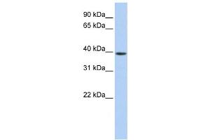 Western Blotting (WB) image for anti-Guanine Nucleotide Binding Protein (G Protein), alpha Activating Activity Polypeptide O (GNAO1) antibody (ABIN2459901) (GNAO1 antibody)