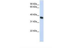 RNF115 antibody  (C-Term)