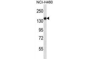 Western Blotting (WB) image for anti-Toll-Like Receptor 8 (TLR8) antibody (ABIN2997670) (TLR8 antibody)