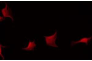 ABIN6275894 staining Hela by IF/ICC. (Fibrinogen beta Chain antibody  (C-Term))
