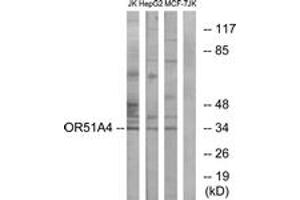 Western blot analysis of extracts from Jurkat/HepG2/MCF-7 cells, using OR51A4 Antibody. (OR51A4 antibody  (AA 200-249))