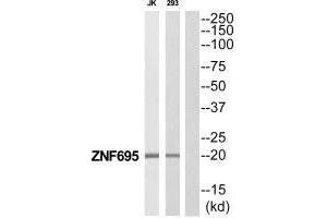 Western blot analysis of extracts from Jurkat/293 cells, using ZNF695 antibody. (ZNF695 antibody  (C-Term))