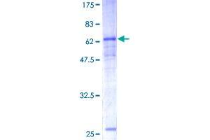 CEACAM8 Protein (AA 1-349) (GST tag)