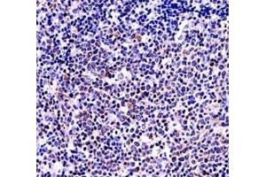 Immunohistochemistry (IHC) image for anti-Tumor Necrosis Factor (Ligand) Superfamily, Member 13b (TNFSF13B) (AA 16-44) antibody (ABIN3029355)