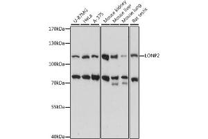 Western blot analysis of extracts of various cell lines, using LONP2 antibody (ABIN7268293) at 1:1000 dilution. (LONP2 antibody  (AA 1-300))