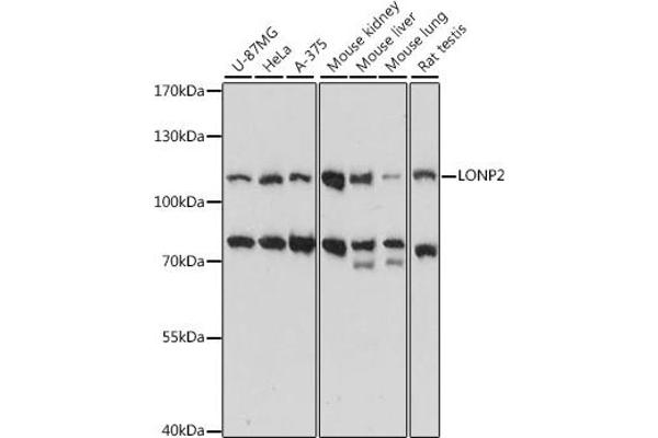LONP2 抗体  (AA 1-300)