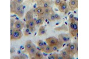 IHC-P analysis of Liver tissue, with DAB staining. (Peptide YY antibody  (AA 30-98))