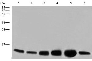 Western blot analysis of HEPG2 HUVEC and NIH/3T3 cell Human heart tissue Mouse heart tissue PC-3 cell lysates using COX6C Polyclonal Antibody at dilution of 1:800 (COX6C antibody)