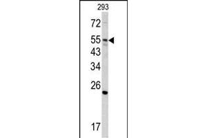 Western blot analysis of GNS antibody (Center ) (ABIN390494 and ABIN2840853) in 293 cell line lysates (35 μg/lane). (GNS antibody  (AA 174-203))