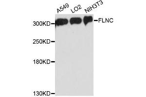 Western blot analysis of extracts of various cell lines, using FLNC antibody. (FLNC antibody)