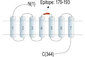 anti-G Protein-Coupled Receptor 77 (GPR77) (AA 179-193), (Extracellular), (Loop 2) antibody