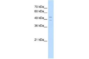 WB Suggested Anti-STEAP3 Antibody Titration:  5. (STEAP3 antibody  (N-Term))