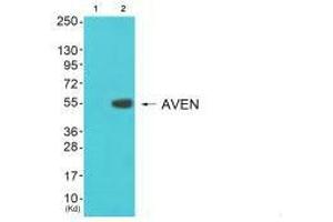 Western blot analysis of extracts from 3T3 cells (Lane 2), using COX17 antiobdy. (COX17 antibody  (N-Term))