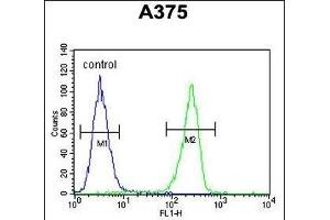 LUM Antibody (Center) (ABIN391882 and ABIN2841702) flow cytometric analysis of  cells (right histogram) compared to a negative control cell (left histogram).