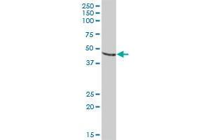PDIA6 MaxPab polyclonal antibody. (PDIA6 antibody  (AA 1-440))