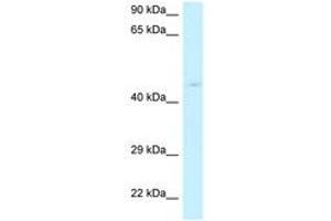 Image no. 1 for anti-Ribonuclease P/MRP 40kDa Subunit (RPP40) (N-Term) antibody (ABIN6747775) (RPP40 antibody  (N-Term))