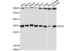 Western blot analysis of extracts of various cell lines, using ECH1 Antibody. (ECH1 antibody  (AA 1-328))