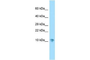 WB Suggested Anti-SERF1A Antibody Titration: 1. (SERF1A antibody  (N-Term))