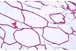 Anti-PTRF antibody IHC staining of human breast, adipocytes. (PTRF antibody  (AA 1-30))