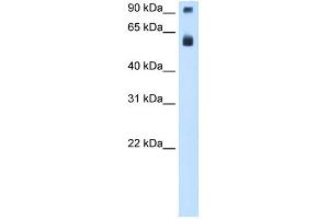 WB Suggested Anti-TAF15 Antibody Titration:  0. (TAF15 antibody  (N-Term))