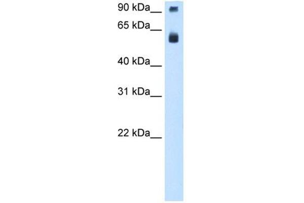 TAF15 antibody  (N-Term)