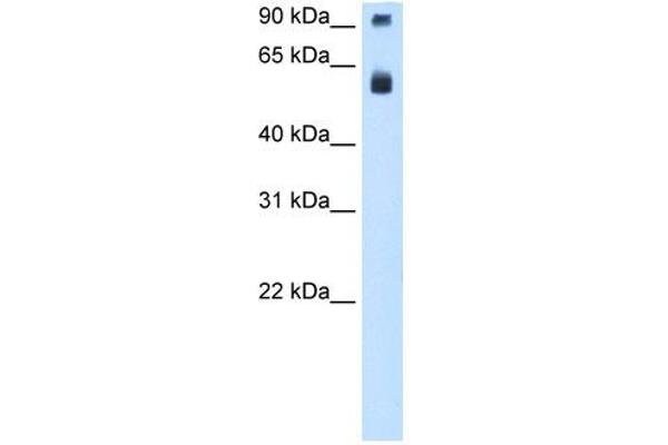 TAF15 antibody  (N-Term)