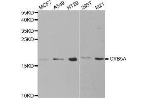 Western blot analysis of extracts of various cell lines, using CYB5A antibody. (CYB5A antibody)