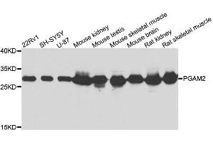 Western blot analysis of extracts of various cell lines, using PGAM2 antibody. (PGAM2 antibody  (AA 1-253))